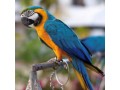 blue-and-gold-macaw-small-0