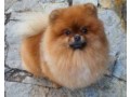 for-sale-sweet-puppey-small-0
