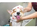 the-benefits-of-dog-spa-services-in-oviedo-small-0