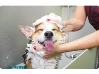 The Benefits of Dog Spa Services in Oviedo