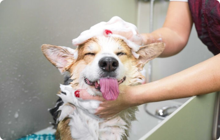 the-benefits-of-dog-spa-services-in-oviedo-big-0