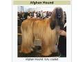 afgan-hound-small-0