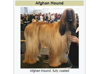 Afgan Hound