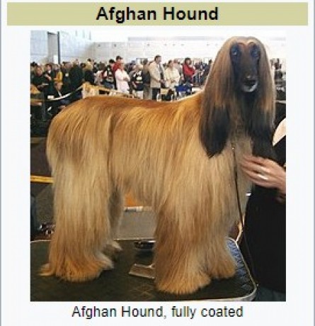 afgan-hound-big-0