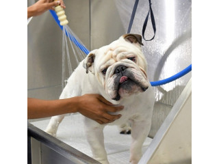 Refresh Your Pet with a Professional Wash