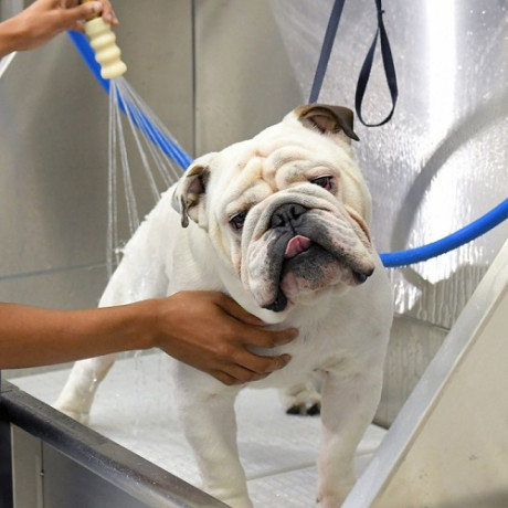 refresh-your-pet-with-a-professional-wash-big-0