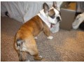 l-year-old-female-boston-terrier-for-sale-in-quincy-illinois-small-0