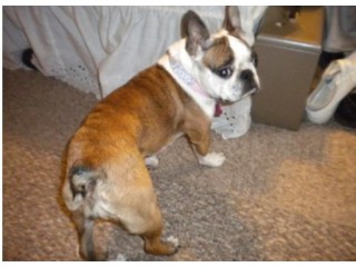 L year old female boston terrier for sale in Quincy, Illinois