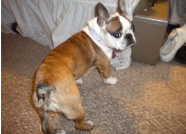 l-year-old-female-boston-terrier-for-sale-in-quincy-illinois-big-0