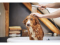 easy-dog-bath-solutions-small-0