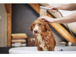 Easy Dog Bath Solutions