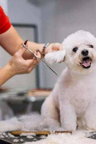 convenient-mobile-grooming-care-for-dogs-at-your-door-big-0