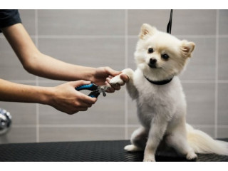 Professional Care for Clean and Happy Pets