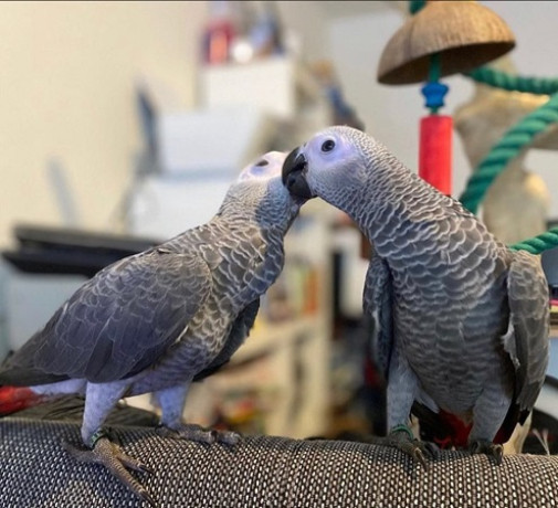 healthy-well-socialized-african-grey-parrots-for-sale-big-0