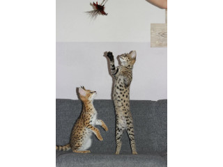Savannah F5 Kittens