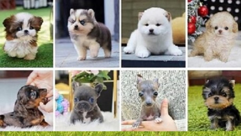 Puppies #