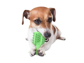 Cactus Dog Toothbrush
