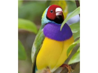 Lady Gouldian Finch