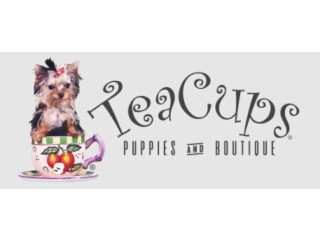 Teacup Puppies for Sale