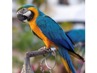 Blue and Gold Macaw