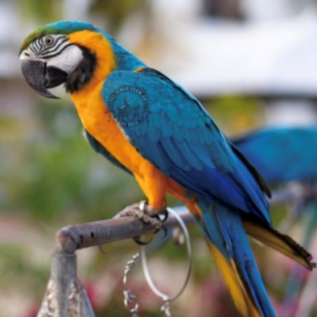 blue-and-gold-macaw-big-0
