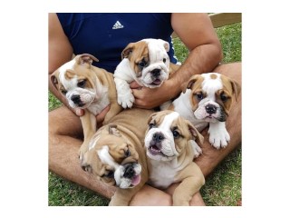 Outstanding English Bulldog Puppies For Adoption