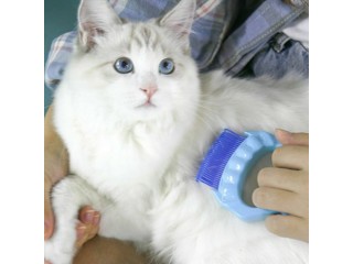 Pet Massage Shell Brush