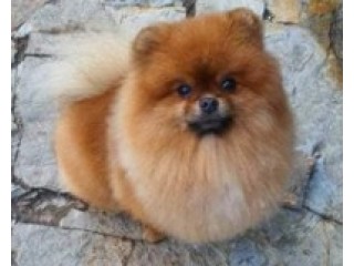 For sale sweet puppey
