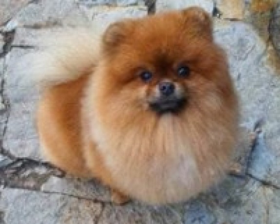 for-sale-sweet-puppey-big-0