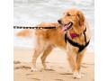 colorful-cat-pet-leash-small-0