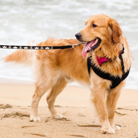 colorful-cat-pet-leash-big-0