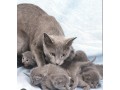 russian-blue-kittens-availalble-text-at-615-864-0451-small-0