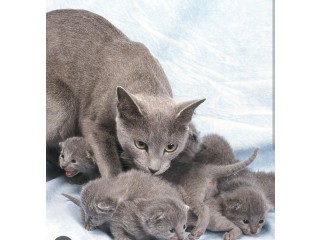 Russian Blue kittens availalble text at  (615) 864-0451