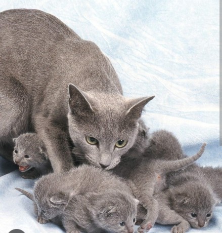 russian-blue-kittens-availalble-text-at-615-864-0451-big-0