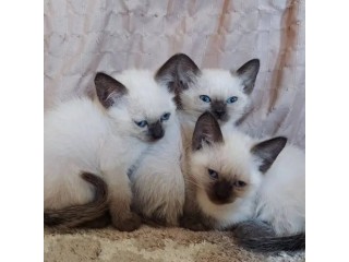 Ragdoll  kittens for sale