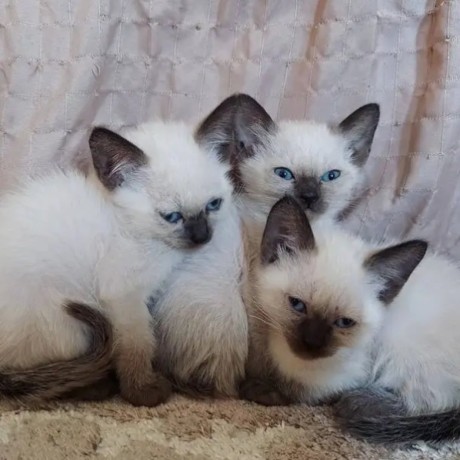 ragdoll-kittens-for-sale-big-0