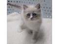 purebred-ragdoll-kitten-small-0
