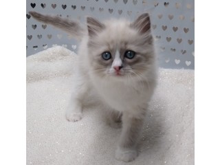 Kitten