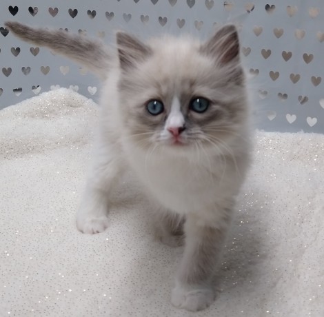 kitten-big-0