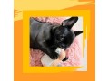 white-bunny-sugar-cookie-dog-toy-small-0