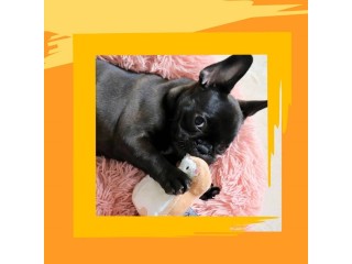 White Bunny Sugar Cookie Dog Toy