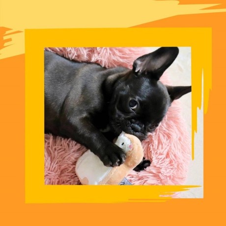 white-bunny-sugar-cookie-dog-toy-big-0
