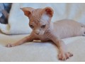 adorable-sphynx-kittens-for-sale-small-2