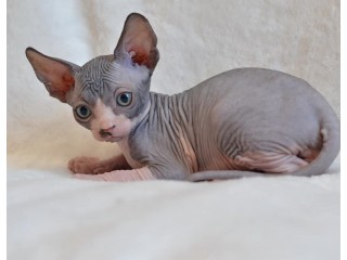 Adorable Sphynx Kittens For Sale