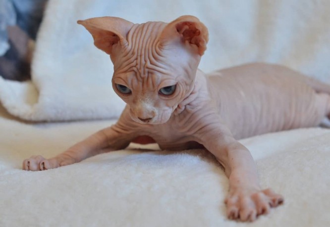 adorable-sphynx-kittens-for-sale-big-2