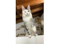 maine-coon-kittens-for-sale-small-0