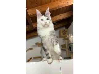 Maine coon kittens for sale