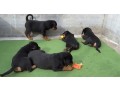 rottweiler-puppies-available-small-0