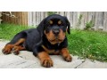 rottweiler-puppies-available-small-1