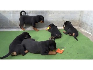 Rottweiler puppies available